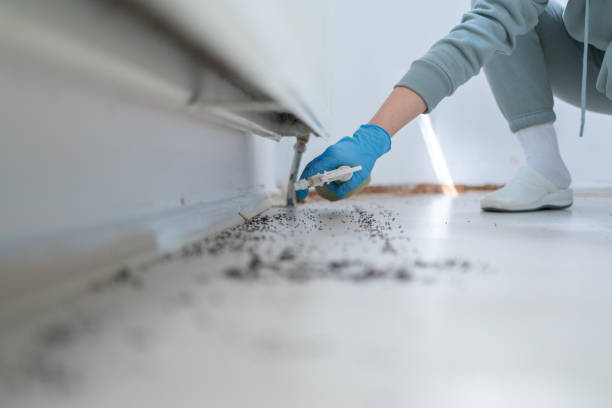 Best Termite Control Services  in Fairforest, SC
